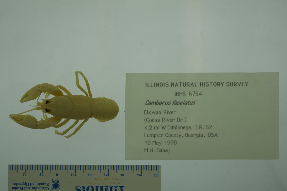 Cambarus fasciatus image